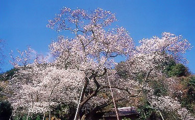 伊万里明星桜の写真